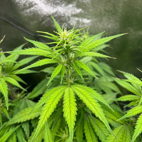 Blue Dream growlog timeline photo