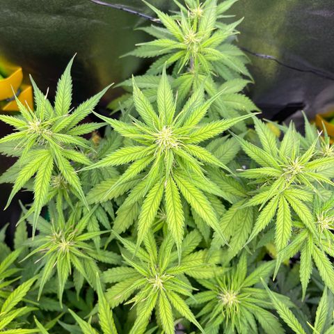 Blue Dream growlog timeline photo