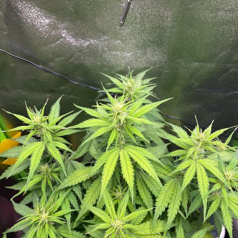 Blue Dream growlog timeline photo