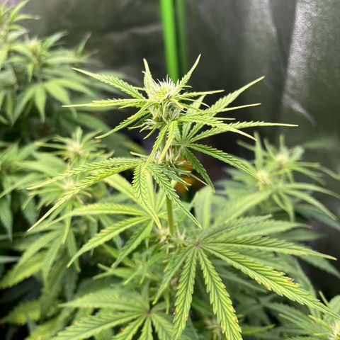 Amnesia Zkittlez growlog timeline photo