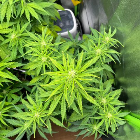 Amnesia Zkittlez growlog timeline photo