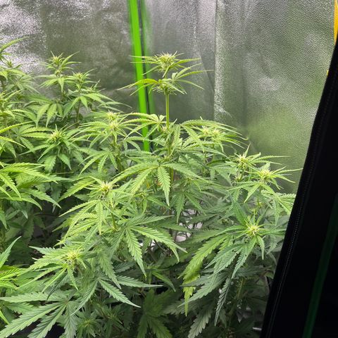 Amnesia Zkittlez growlog timeline photo