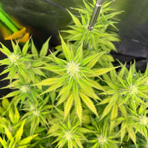 Blue Dream growlog timeline photo