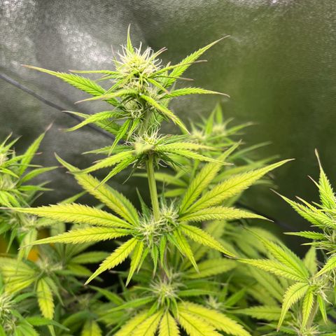 Blue Dream growlog timeline photo