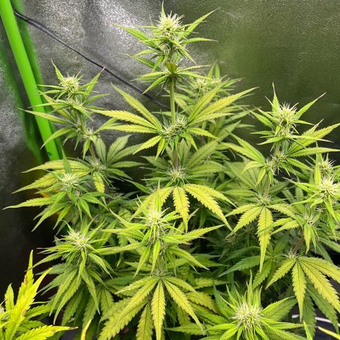 Blue Dream growlog timeline photo