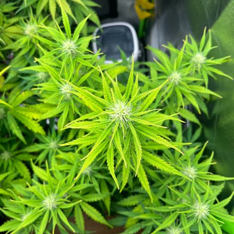 Amnesia Zkittlez growlog timeline photo