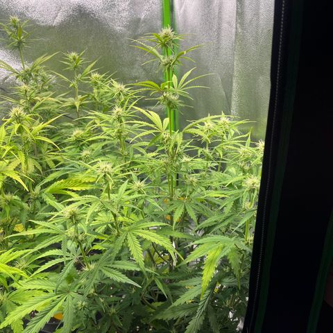 Amnesia Zkittlez growlog timeline photo