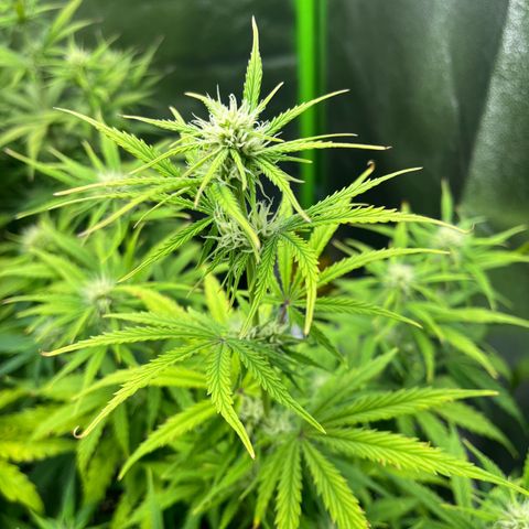 Amnesia Zkittlez growlog timeline photo