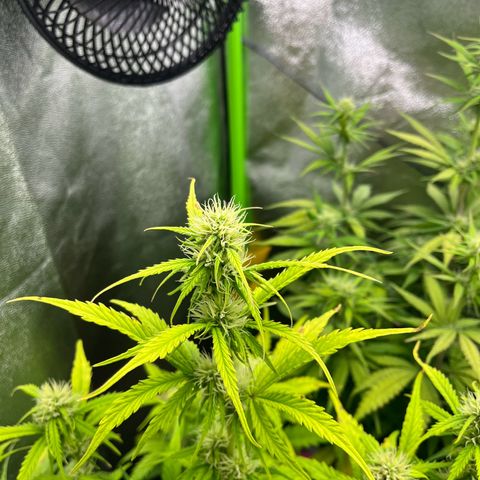 Northern Lights growlog timeline photo