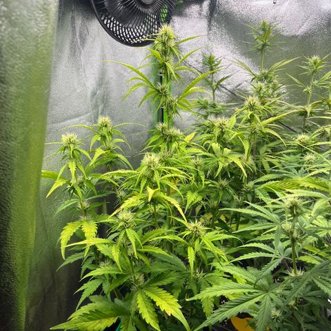 Northern Lights growlog timeline photo