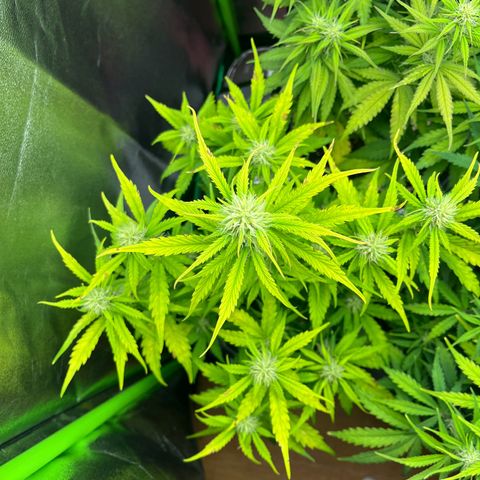 Northern Lights growlog timeline photo