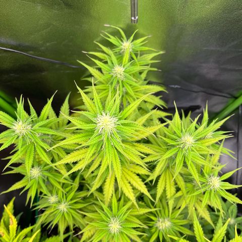 Blue Dream growlog timeline photo