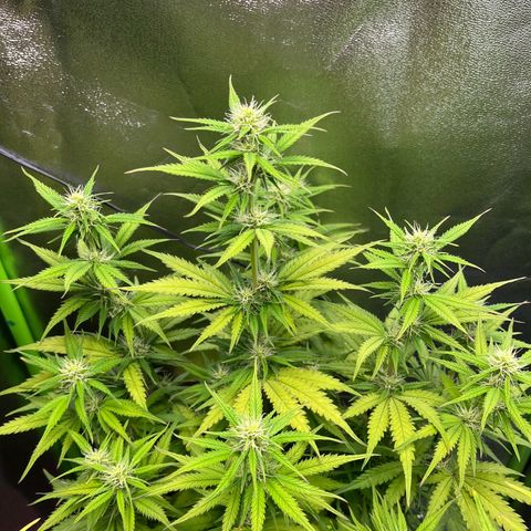 Blue Dream growlog timeline photo
