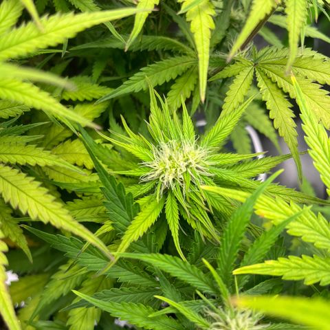 Blue Dream growlog timeline photo