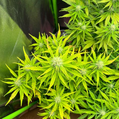 Northern Lights growlog timeline photo