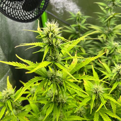Northern Lights growlog timeline photo