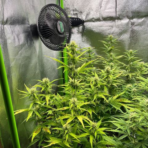 Northern Lights growlog timeline photo
