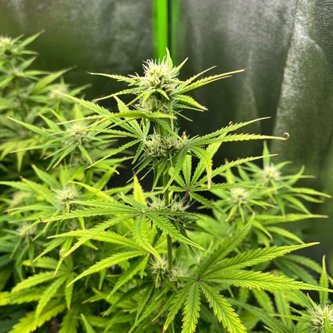Amnesia Zkittlez growlog timeline photo