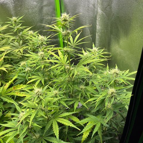 Amnesia Zkittlez growlog timeline photo