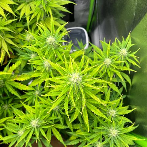 Amnesia Zkittlez growlog timeline photo