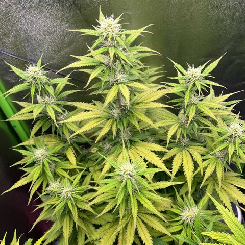 Blue Dream growlog timeline photo