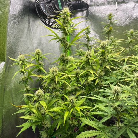 Northern Lights growlog timeline photo