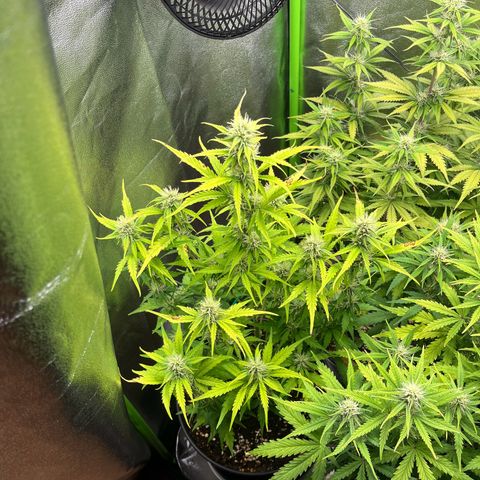 Northern Lights growlog timeline photo