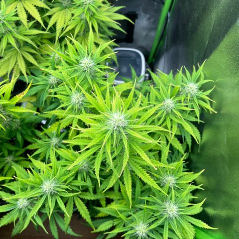 Amnesia Zkittlez growlog timeline photo