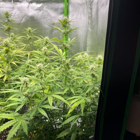 Amnesia Zkittlez growlog timeline photo