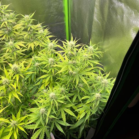 Amnesia Zkittlez growlog timeline photo