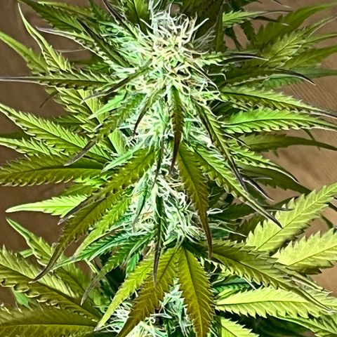 Blue Dream growlog timeline photo