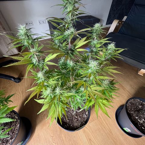 Blue Dream growlog timeline photo