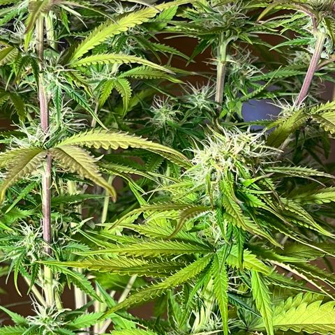 Blue Dream growlog timeline photo