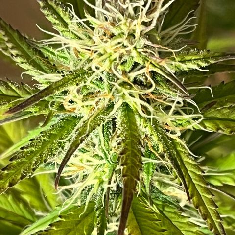 Blue Dream growlog timeline photo