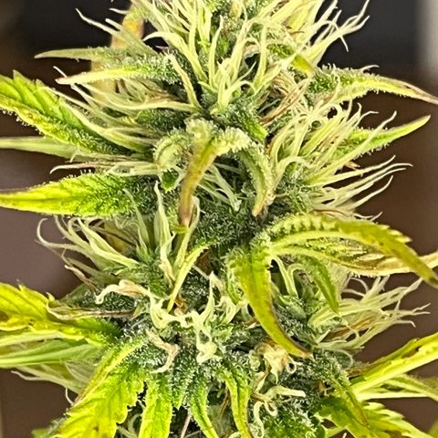 Northern Lights growlog timeline photo