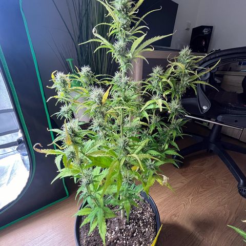Northern Lights growlog timeline photo