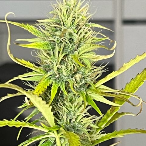 Northern Lights growlog timeline photo
