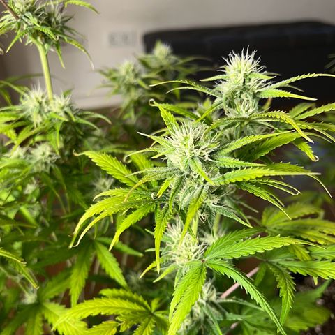 Amnesia Zkittlez growlog timeline photo
