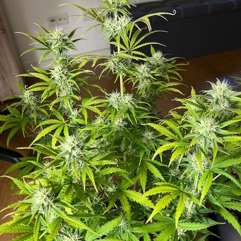 Amnesia Zkittlez growlog timeline photo