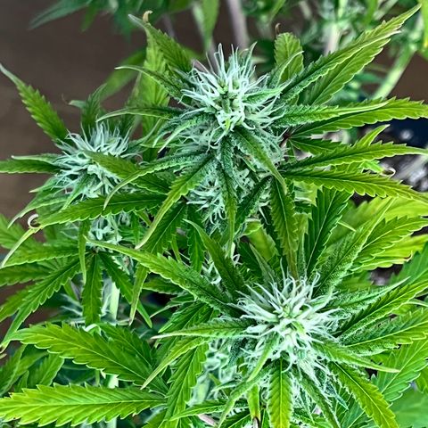 Amnesia Zkittlez growlog timeline photo