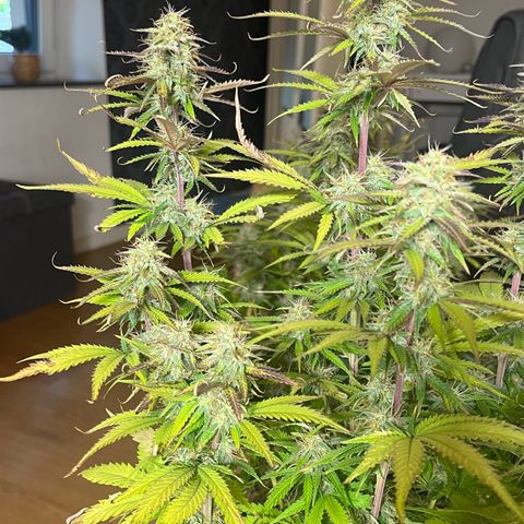 Blue Dream growlog timeline photo