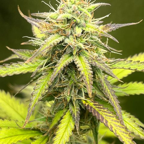 Blue Dream growlog timeline photo