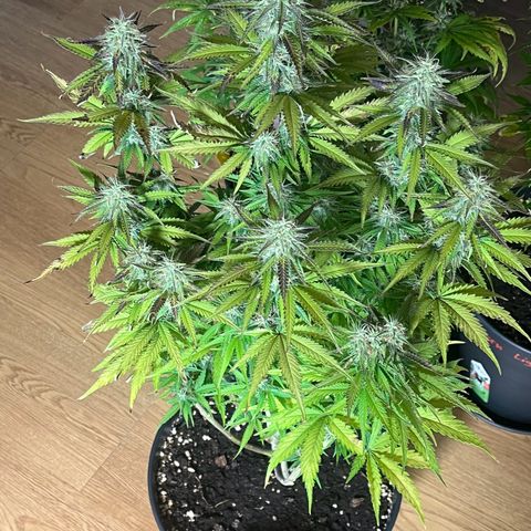 Blue Dream growlog timeline photo