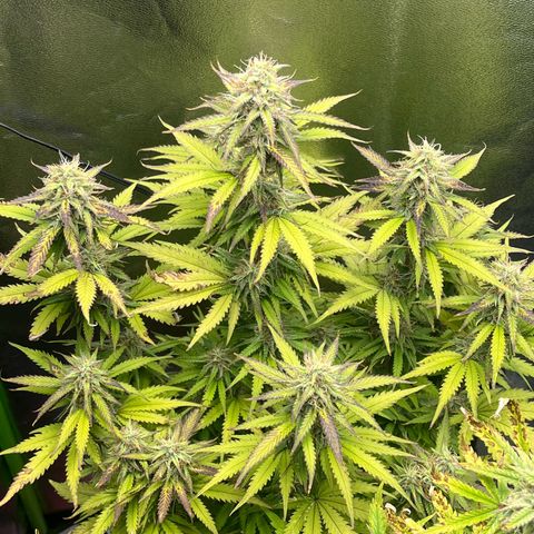 Blue Dream growlog timeline photo