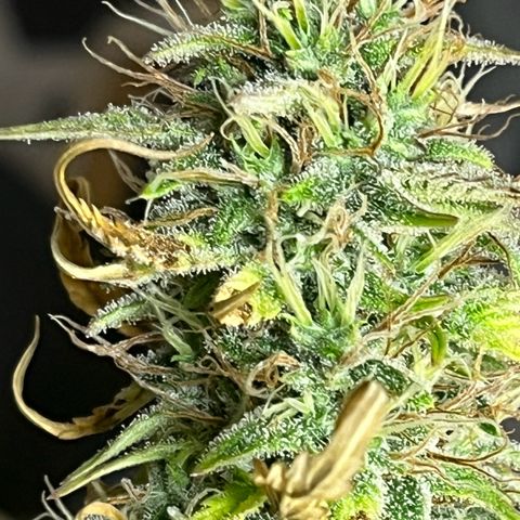 Northern Lights growlog timeline photo