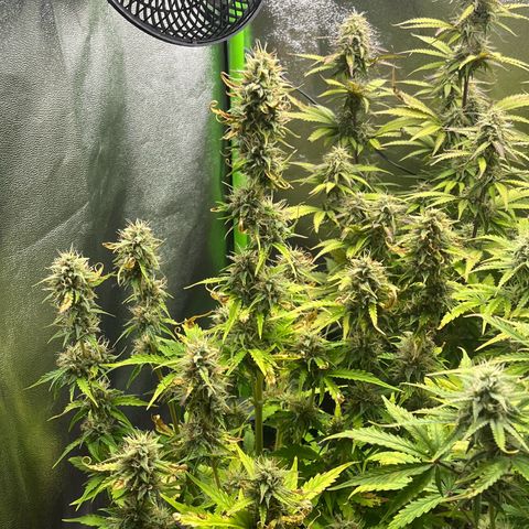 Northern Lights growlog timeline photo