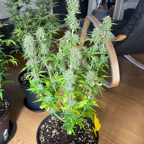 Northern Lights growlog timeline photo