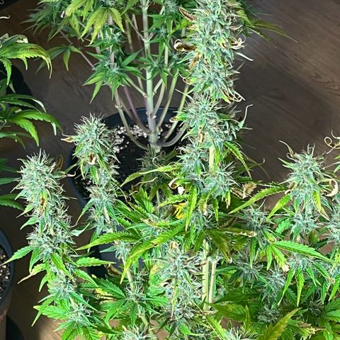 Northern Lights growlog timeline photo