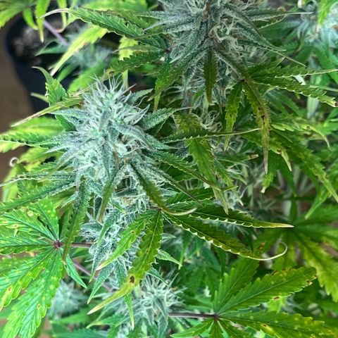 Amnesia Zkittlez growlog timeline photo