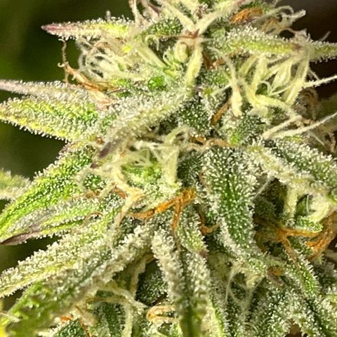 Amnesia Zkittlez growlog timeline photo